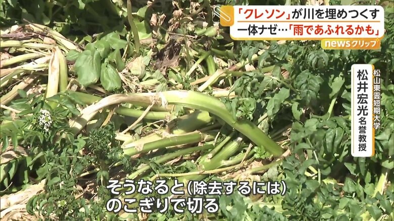 旺盛な繁殖力で生態系に悪影響を及ぼすクレソン