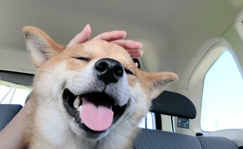 提供：犬さん
