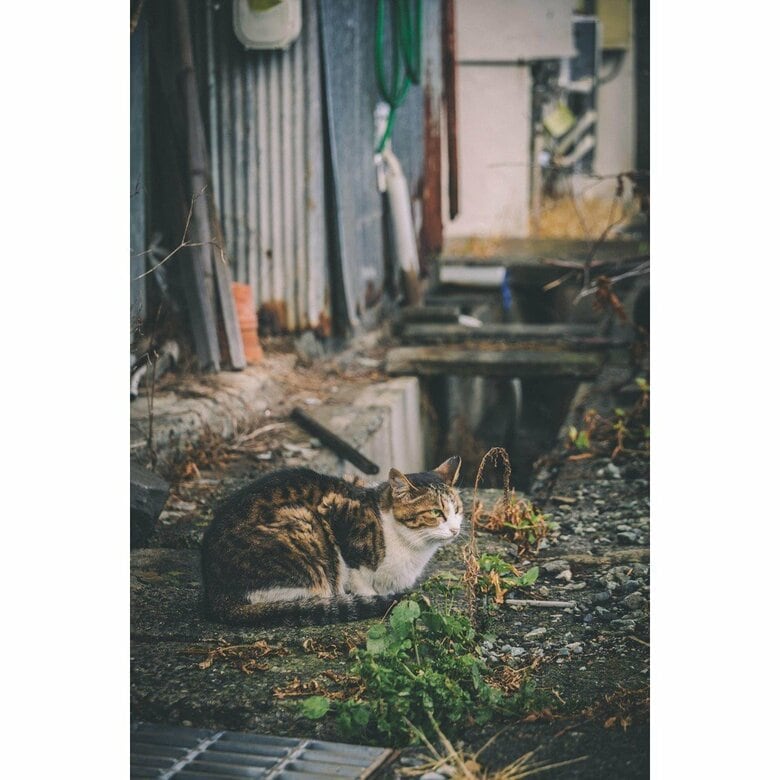 山梨県富士吉田市（2023年8月撮影）