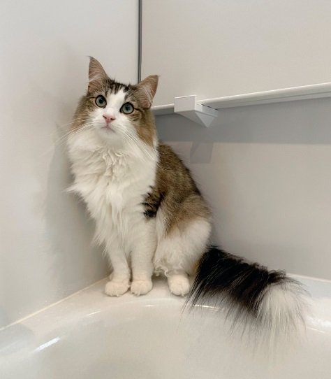 自分からお風呂に行くというシィクくん。これは「お風呂に入りたい時」の表情だそう