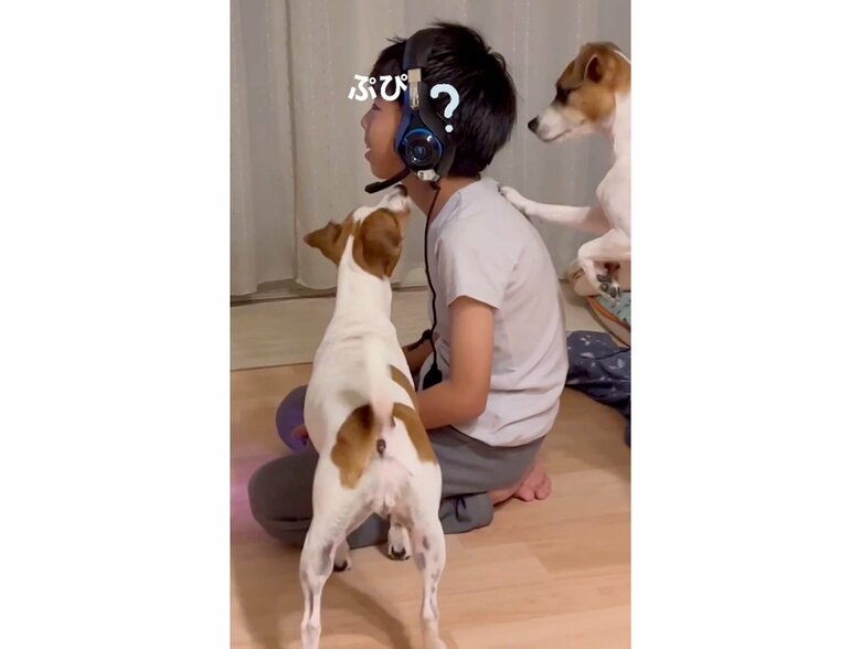 左があずきちゃん、前脚を背中に付けているのがもなかくん（提供：あずもなさん）