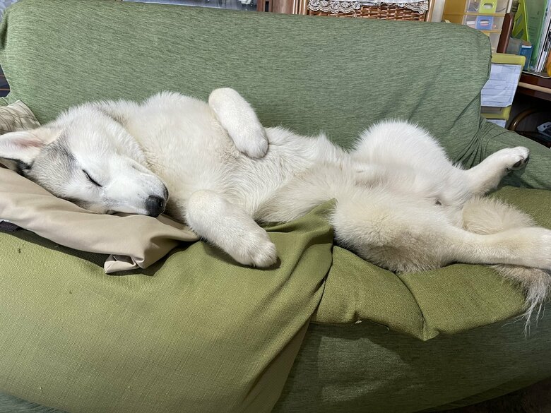 提供：スカイさん