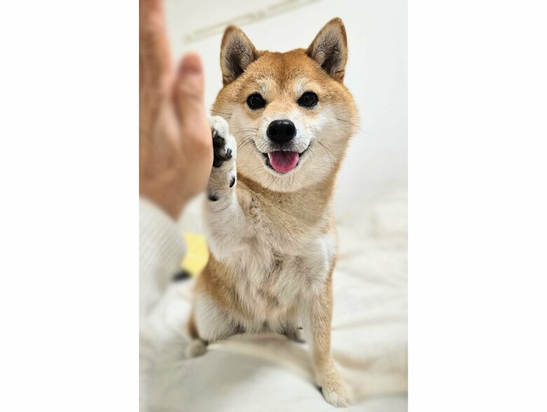 笑顔でタッチ（提供：kuroazu_beansさん）