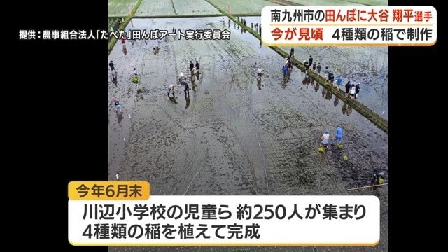 6月末 田植えの様子