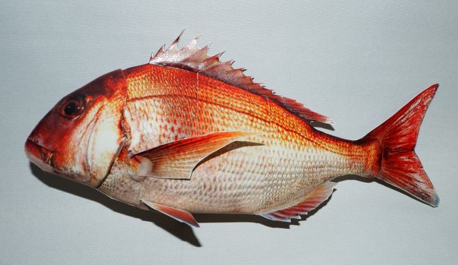 完成したマダイ（提供：国立研究開発法人 水産研究・教育機構）