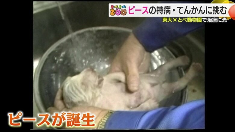 当時成功例がなかった人工哺育で高市キーパーが育てることに