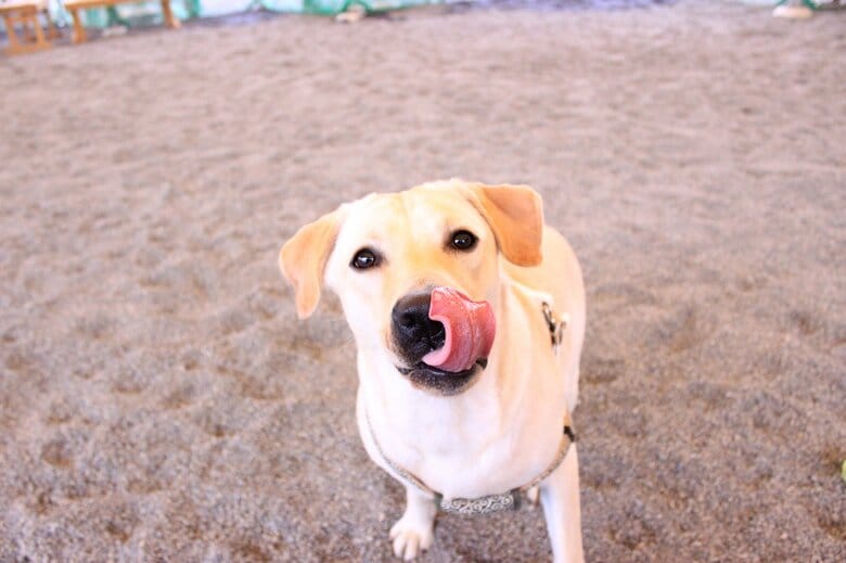 提供：ラブラドール　ルナさん