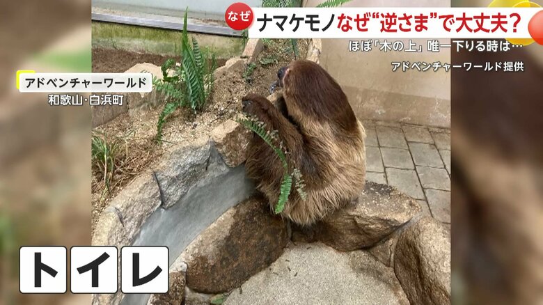 トイレ中のナマケモノ