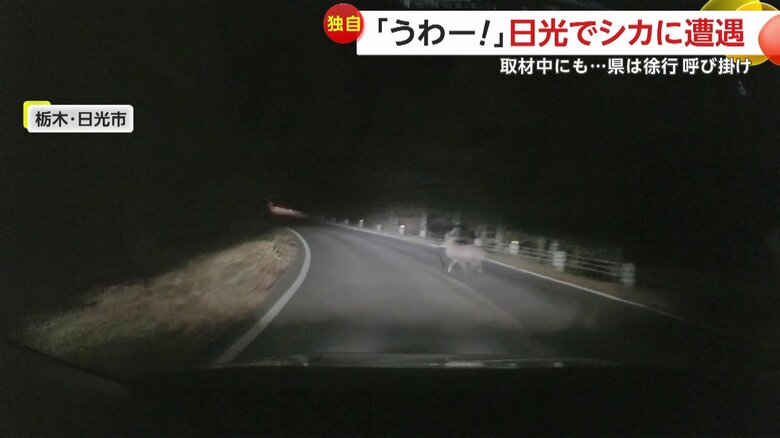 シカが車の前に飛び出す瞬間（10月30日、栃木・日光市）③