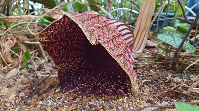 開花した「アリストロキア ゴルデアナ」（提供：京都府立植物園）