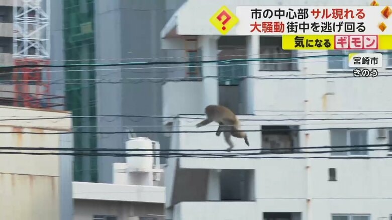 電線の上を渡るサル