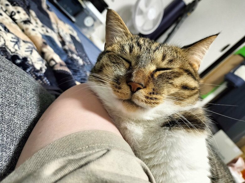 提供：猫のテトさん
