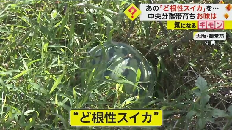 10月に大阪府御堂筋の中央分離帯で育っていた“ど根性スイカ”