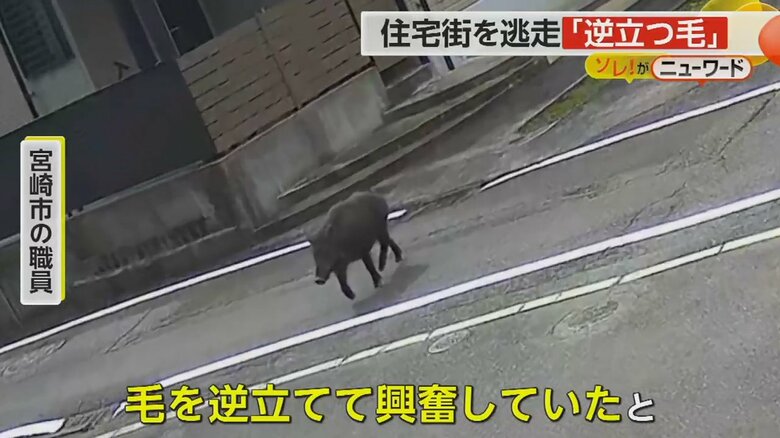 宮崎市の住宅街を映す防犯カメラが捉えたイノシシの映像