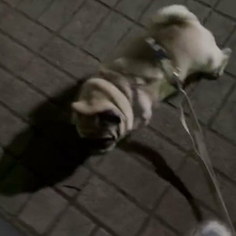 根負けして、実家に向かおうとすると