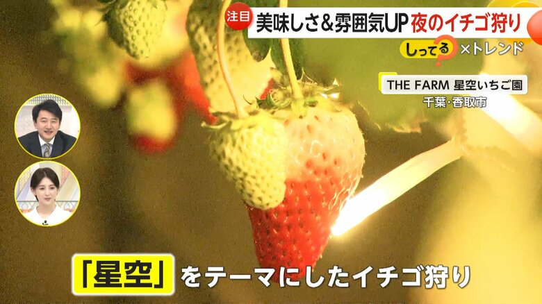 星空をテーマにした幻想的な空間でイチゴ狩りが楽しめる「THE FARM 星空いちご園」