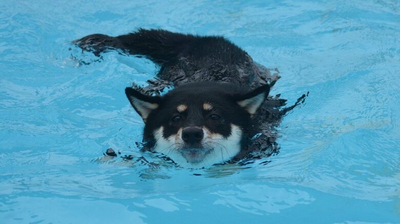 泳ぎだってできちゃうんです