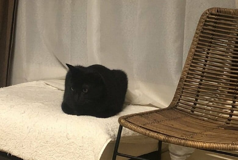 別角度から撮影された四角い時のくろのすけくん