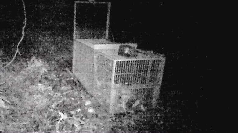 エサをとりつつ箱わなを回避するクマも