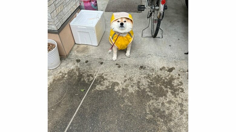 雨に濡れるのが嫌で先に進みたくない