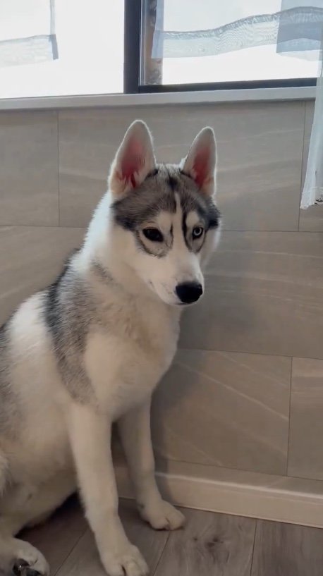 現行犯逮捕（提供：ロゼの主ちゃん）