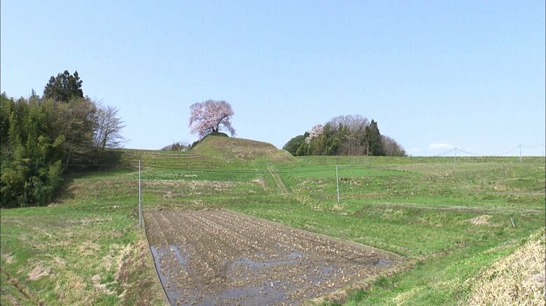 人々を魅了する一本桜