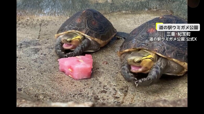三重・紀宝町の「道の駅ウミガメ公園」で撮影された2匹のカメ