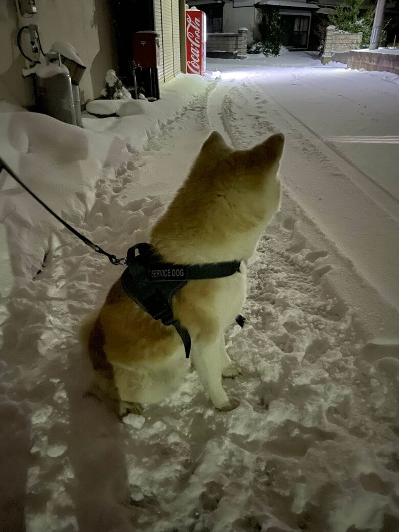 この日も拒否犬発動（提供：秋田犬 五元(イモト)さん）