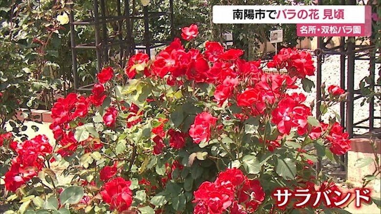 鮮やかに咲く「サラバンド」