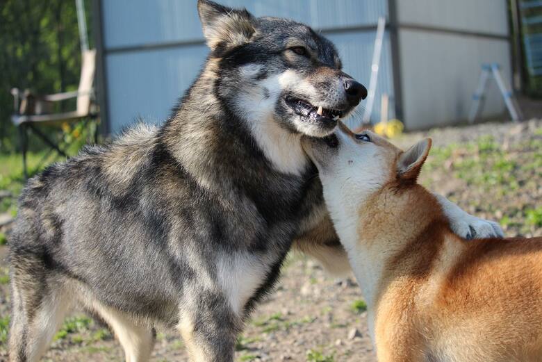 おみつくんと同居犬のディオネちゃん