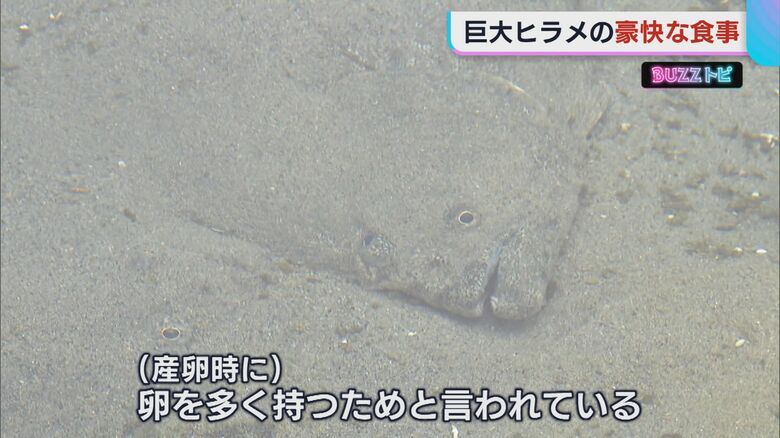 大きくなるメスのヒラメ