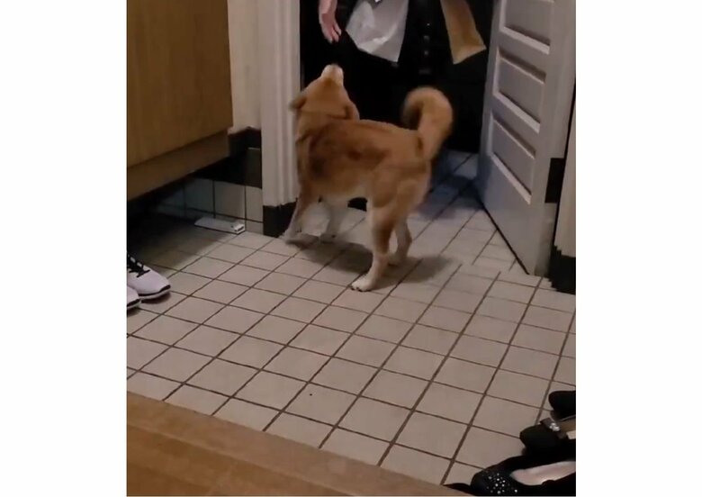 お父さんをお出迎えする麦くん（提供：犬さん）