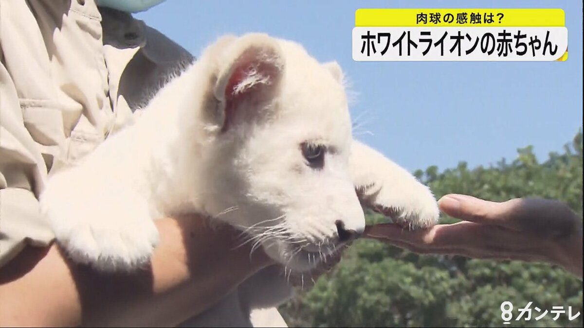 ホワイトライオン赤ちゃんの肉球に タッチ 兵庫 姫路市
