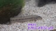 キモカワ…？県内の河川のみに生息する「トサシマドジョウ」新種に認定、ハマスイで展示も【高知】
