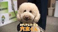 パジャマ姿の高齢女性を発見　お手柄プードルに感謝状…散歩しながら地域の見守り「ワンパト隊」の一員　広島・府中町
