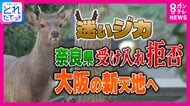 “奈良公園から家出？”シカが大阪の新天地へ「なんでみんなこんなシカに優しいんですか」と古市憲寿氏が苦笑　奈良から出たら“天然記念物”でない判断に「普通扱いになるのは冷たい」とジャーナリスト岸田雪子氏