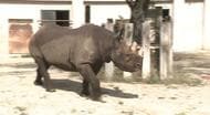 絶滅危惧のサイについて学ぶイベントに開園前から長い列が　オリジナル缶バッジ配布も　安佐動物公園　広島