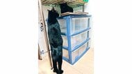 「矯正しました？」猫背とは一体…姿勢が良過ぎる猫の“立ち姿”が人間みたい！飼い主に普段の様子を聞いた