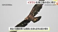 絶滅危惧種・イヌワシを再び宮城に…動物園で生まれたひなを野生に復帰させるプロジェクト【南三陸町】