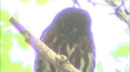 地蔵尊に“幸せを呼ぶ鳥”が飛来　参拝客の人気者に　県の絶滅危惧種に指定「アオバズク」大分