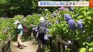 険しい山道の先に…護摩堂山に咲き誇る約3万株の“アジサイ”　見頃を前に多くの人「癒やされる」新潟・田上町