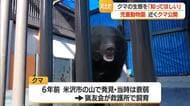 「怖いだけでない生態知って」安全対策徹底してツキノワグマ展示・5月末一般公開　山形・河北町児童動物園