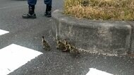 カルガモ親子7羽が総理官邸近くで警察官も“出動”し無事に道路横断　うち4羽が一時お母さんガモと離れ迷子になる一幕も