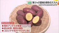 夏の食卓を彩る「アンデスレッド」とは？皮は紅色・果肉は黄色の南米産新ジャガイモが松山市の太陽市で人気【愛媛発】