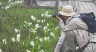 「幻想的できれい！」標高約1900ｍの栂池自然園でグリーンシーズン営業始まる　例年より3週間ほど早くミズバショウ見ごろに　長野・小谷村