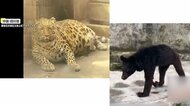中国の動物園に“太ったヒョウ”と“やせ細ったクマ”　「アザラ…