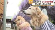 甘い香りにハチ…犬もうっとり？西条で名物「観音堂の藤」見頃「お花のシャワーみたい」【愛媛】