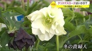 「冬の貴婦人」勢ぞろい　クリスマスローズはいかが？〈宮城・村…