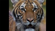 新型コロナ NY動物園でトラが感染 “無症状”飼育員から?