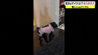 ご飯を食べると“ムーンウォーク”するワンちゃん!?　華麗な“後ろ足さばき”を披露【福井発】